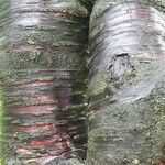 Betula ermanii Corteccia