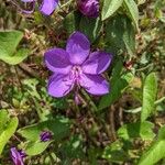 Rhynchanthera grandiflora Flor