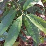 Lindera communis Leaf