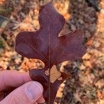 Quercus stellata Leaf