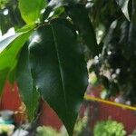 Prunus lusitanica List