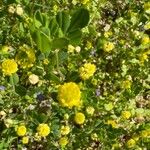 Trifolium campestre Buveinė