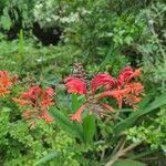 Crocosmia paniculata Flower