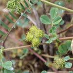 Medicago polymorpha Frukt