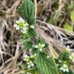 Lippia javanica Cvet