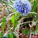 Globularia bisnagarica Fiore