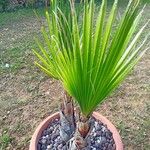 Washingtonia robusta Blad