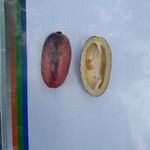 Dacryodes edulis Fruit