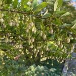 Styrax japonicus Fruit