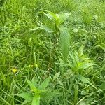 Persicaria lapathifoliaLeaf