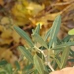 Chamaecytisus ruthenicus Leaf