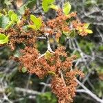 Quercus calliprinos 花