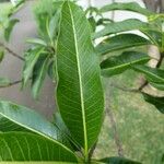 Tabernaemontana persicariifolia Leaf