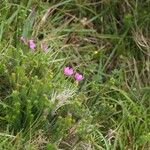 Centaurium scilloides Хабит