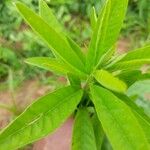 Crotalaria juncea Folla