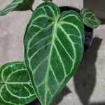 Anthurium crystallinum List