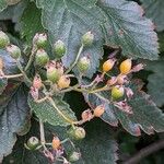 Sorbus intermedia ফল