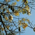 Ceiba pentandra Gyümölcs