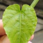 Cissus verticillata 葉