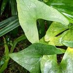 Anthurium berriozabalense ഇല