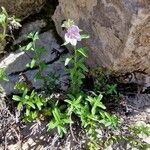 Veronica fruticulosa Fleur