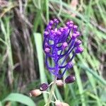 Muscari comosum Blomst