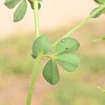 Lotus edulis Leaf