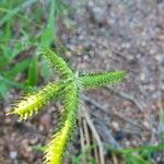 Dactyloctenium aegyptium Floare