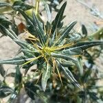 Xanthium spinosum Blad