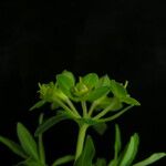 Euphorbia stracheyi Hábito