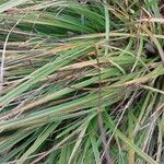 Carex sylvatica Blatt