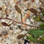 Hornungia procumbens Frucht