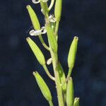 Triglochin bulbosa Fruit