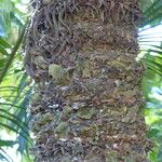 Cycas circinalis Bark