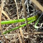 Zephyranthes longistyla Frunză