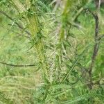 Cirsium palustre Leaf