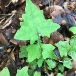 Lactuca muralis Blad