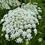 Daucus carota Blüte