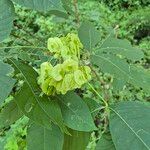 Ptelea trifoliata पत्ता