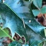 Ilex aquifolium Folha