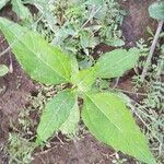 Helianthus tuberosus Leaf