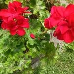 Pelargonium zonale List