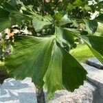 Caryota mitisLeaf