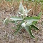 Asclepias speciosa Hoja