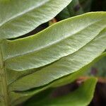 Polypodium interjectum Blad