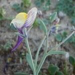 Linaria pedunculata 花
