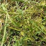 Verbena officinalis Libunga