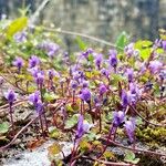 Cymbalaria muralisFlower