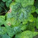 Podophyllum cv. 'Kaleidoscope' Blad