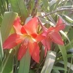 Hippeastrum puniceum Flors